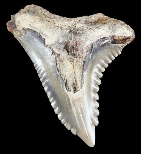 Bargain, Hemipristis Shark Tooth Fossil - Virginia #52064